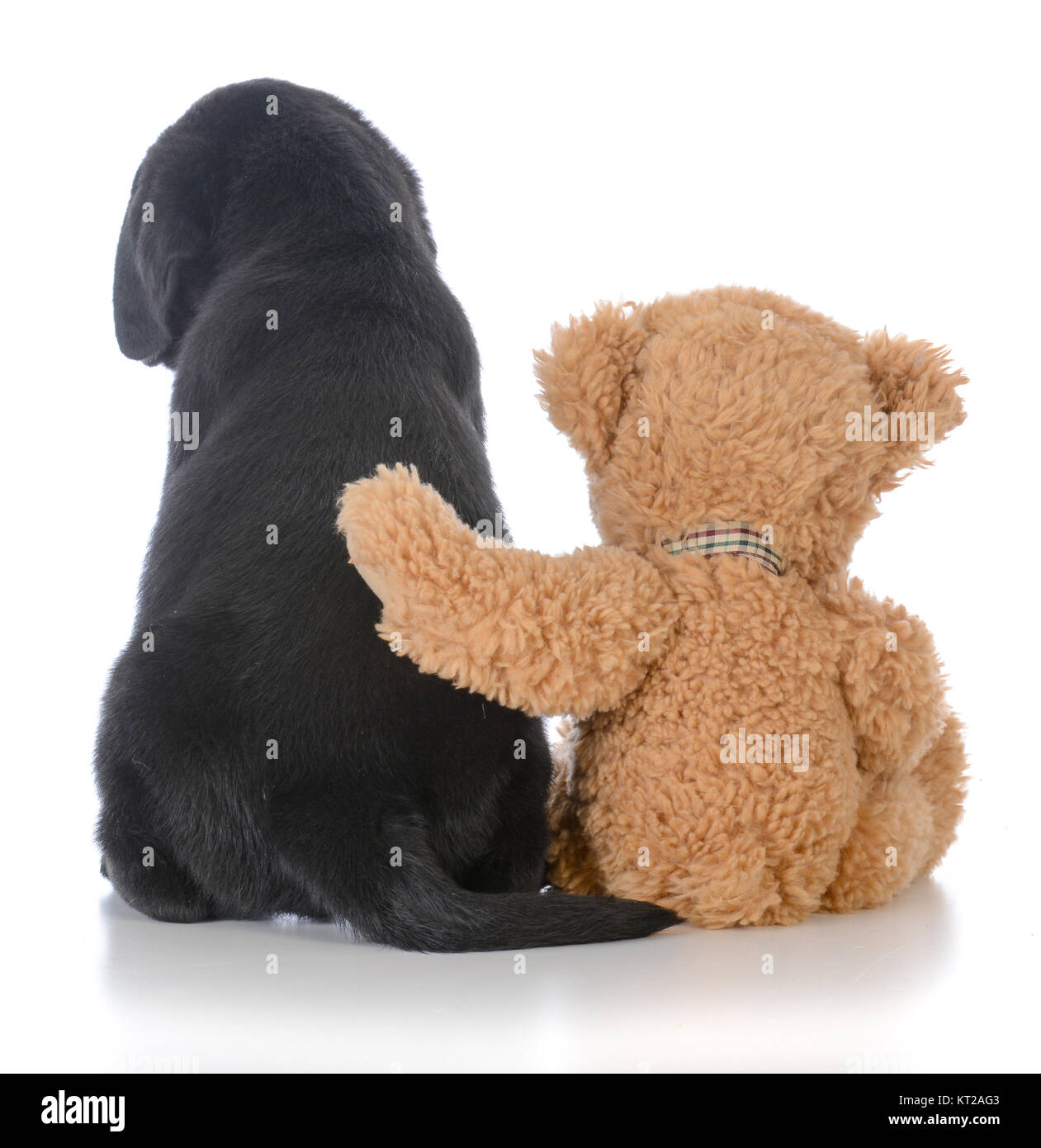 labrador teddy