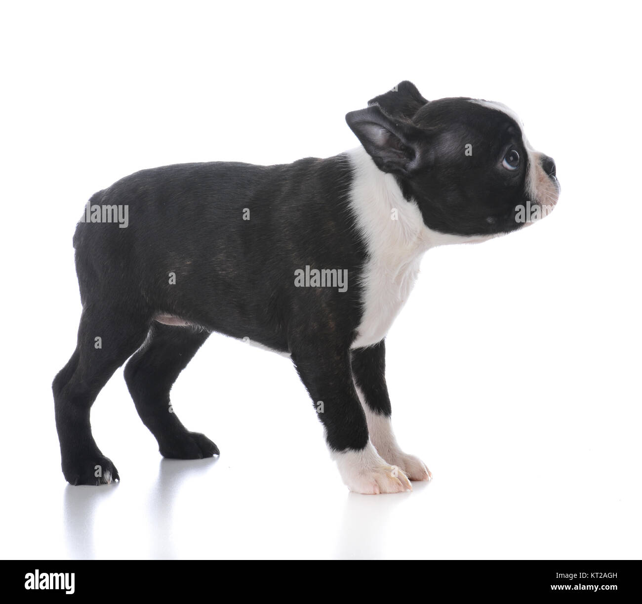 boston terrier puppy standing isolated on white background Stock Photo ...