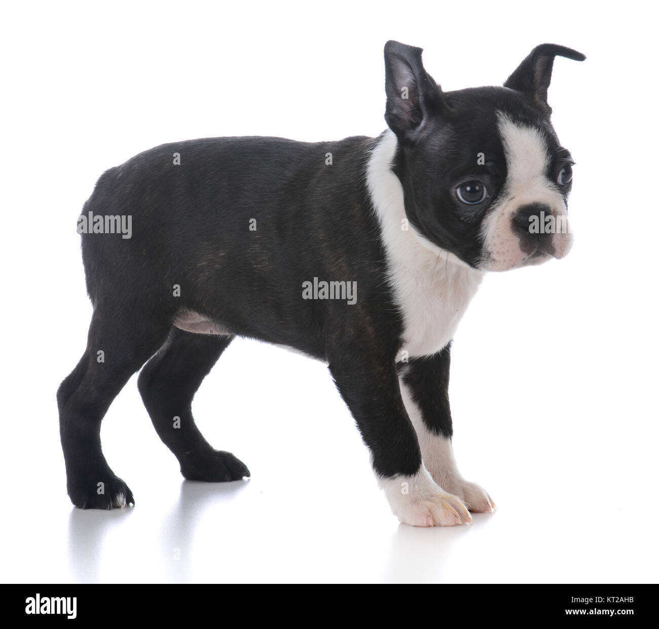 boston terrier puppy standing isolated on white background Stock Photo ...