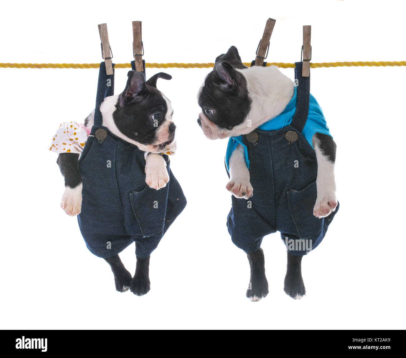 two boston terrier pups hanging on the clothes line on white background Stock Photo Alamy