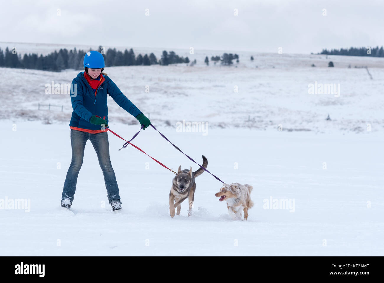 Young woman on ice skates being pulled by dogs on Kinney Lake, Oregon. Stock Photo