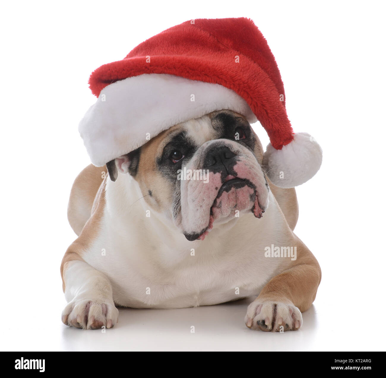 dog wearing a santa hat isolated on white background Stock Photo - Alamy