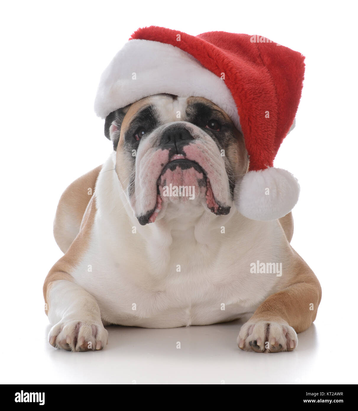 dog wearing a santa hat isolated on white background Stock Photo - Alamy