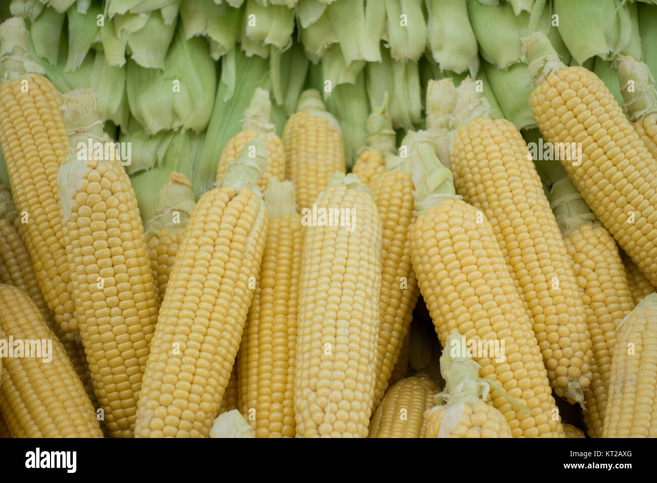 Raw Corns and cobs Stacked on Market Stall in Istanbul Stock Photo