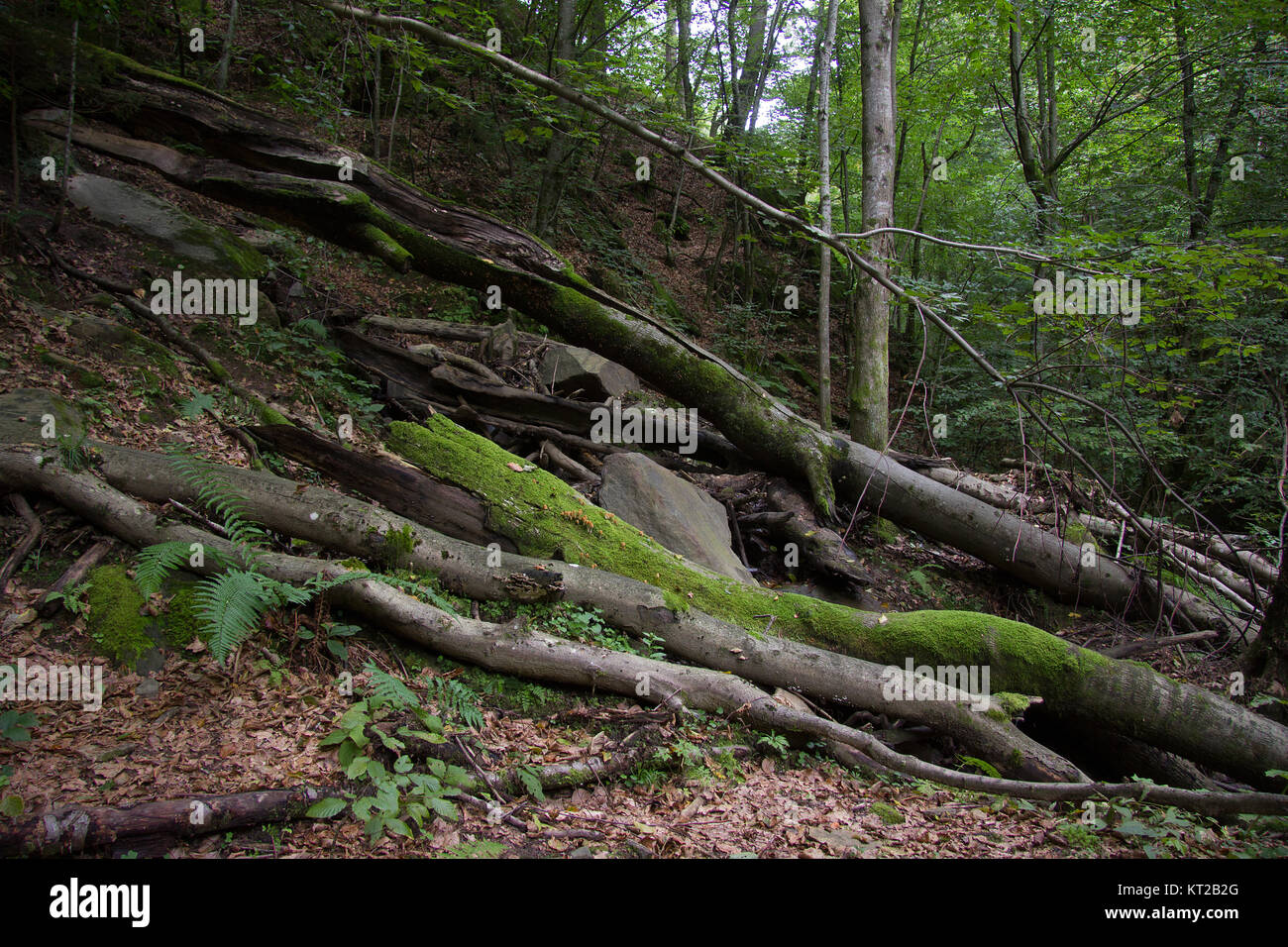 bruchholz in a forest nature reserve in styria in summer Stock Photo