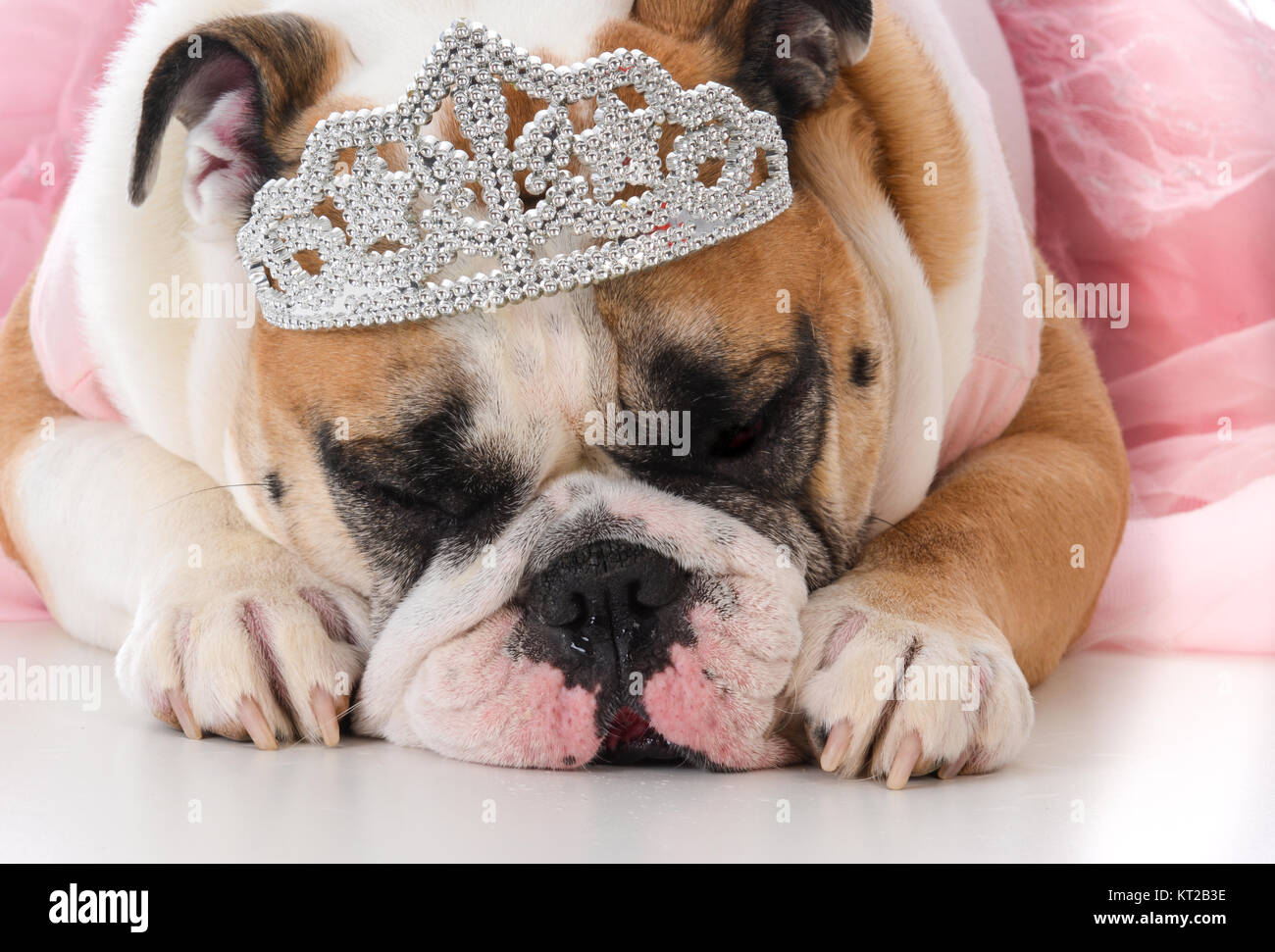 english bulldog in tutu
