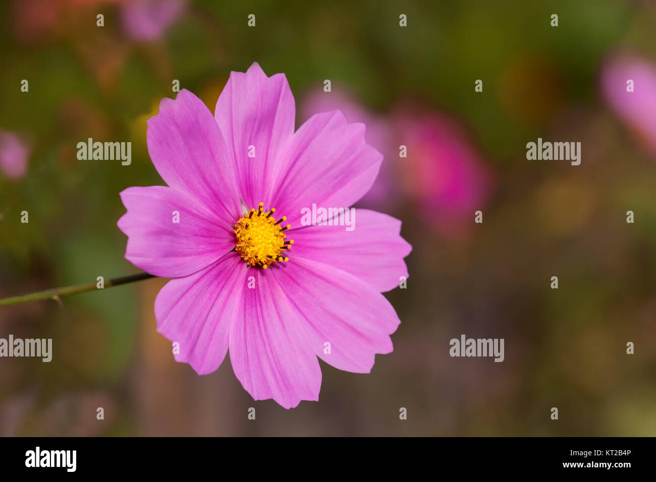 Fuchsia cosmos hi-res stock photography and images - Alamy