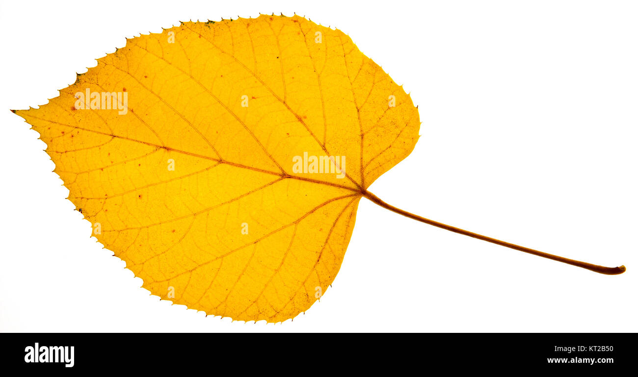 Close up of a maple leaf isolated on white background by lighting from ...