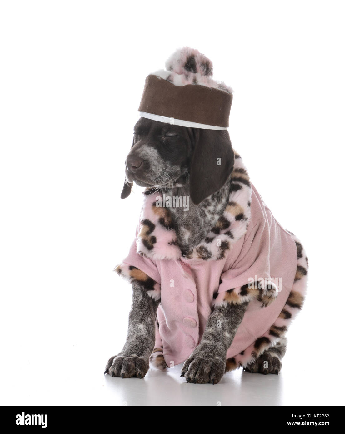 german shorthaired pointer jacket