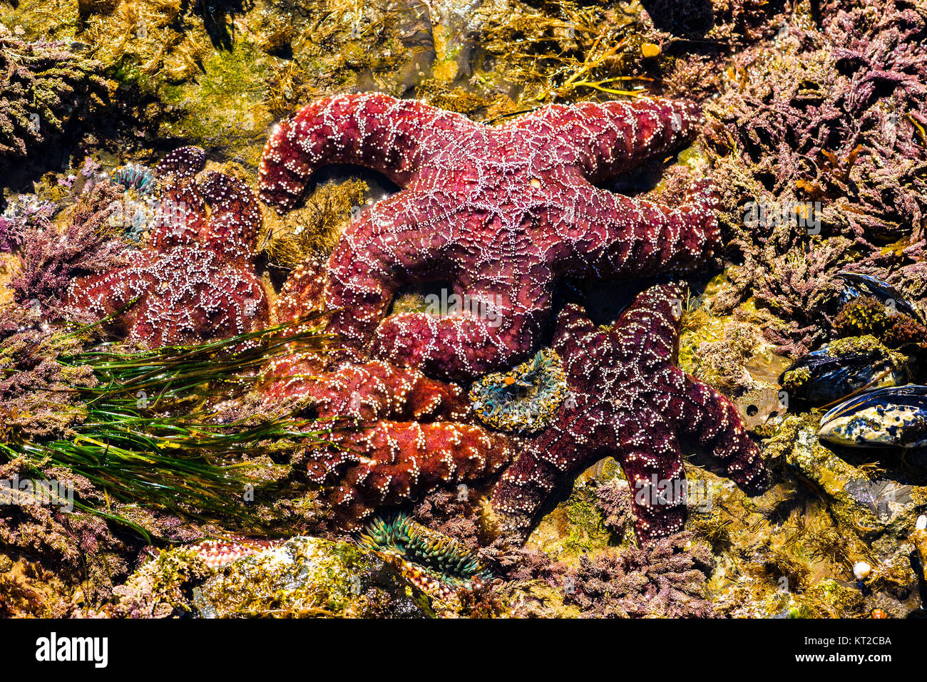Ochre starfish (Pisaster ochraceus) Crystal Cove State Park, Laguna Beach, California Stock Photo