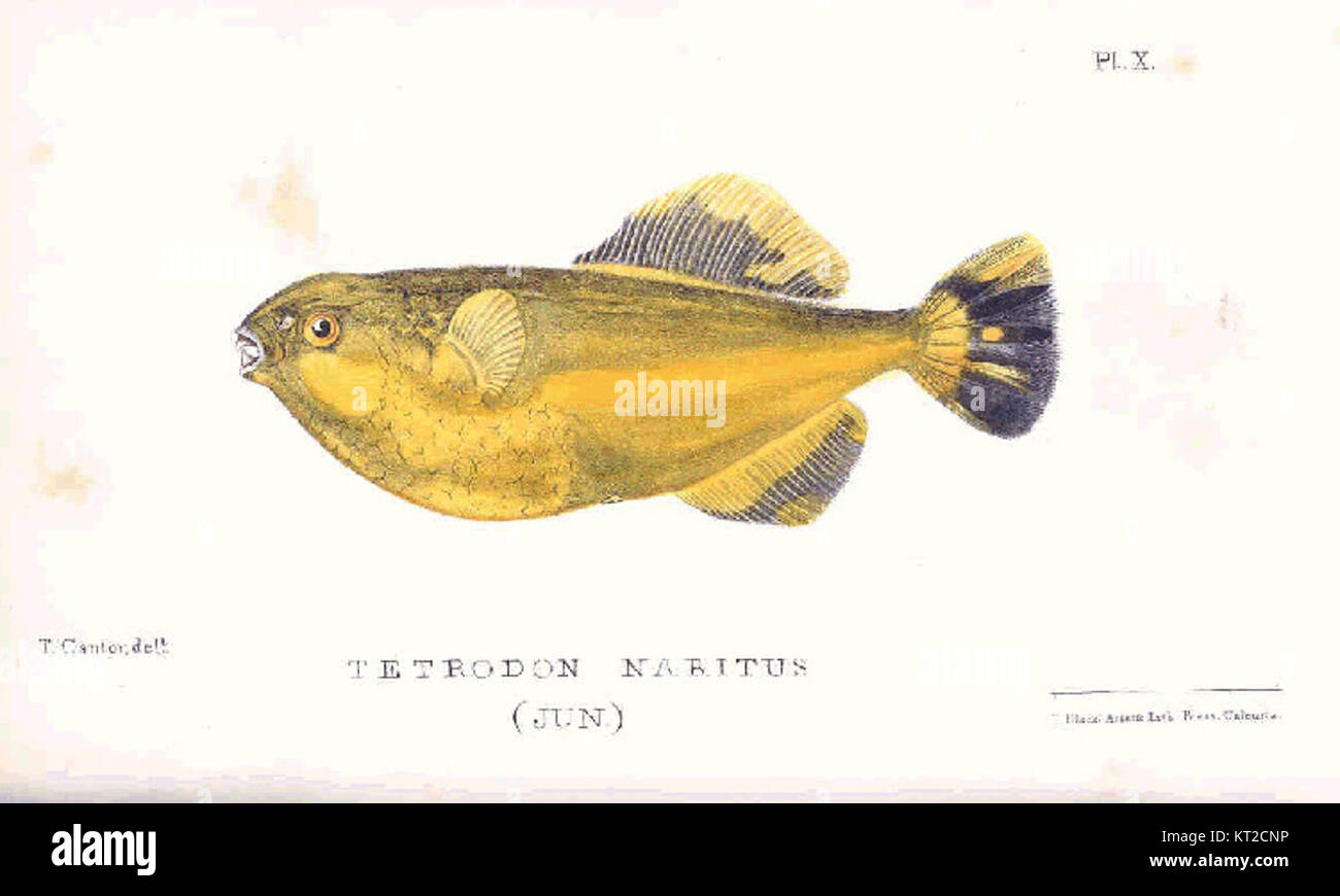 32886 Tetrodon Naritus (Jun) Stock Photo