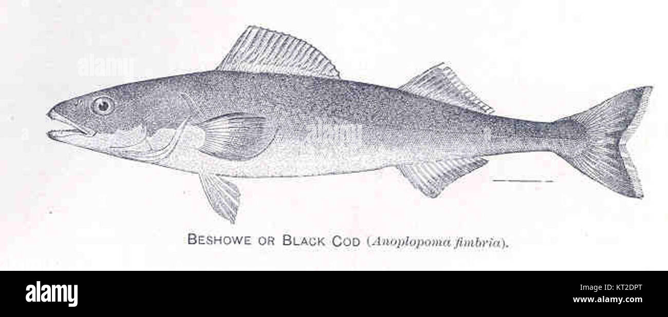 Beshowe, also known as Black Cod, is a species of deep-sea fish. It is ...