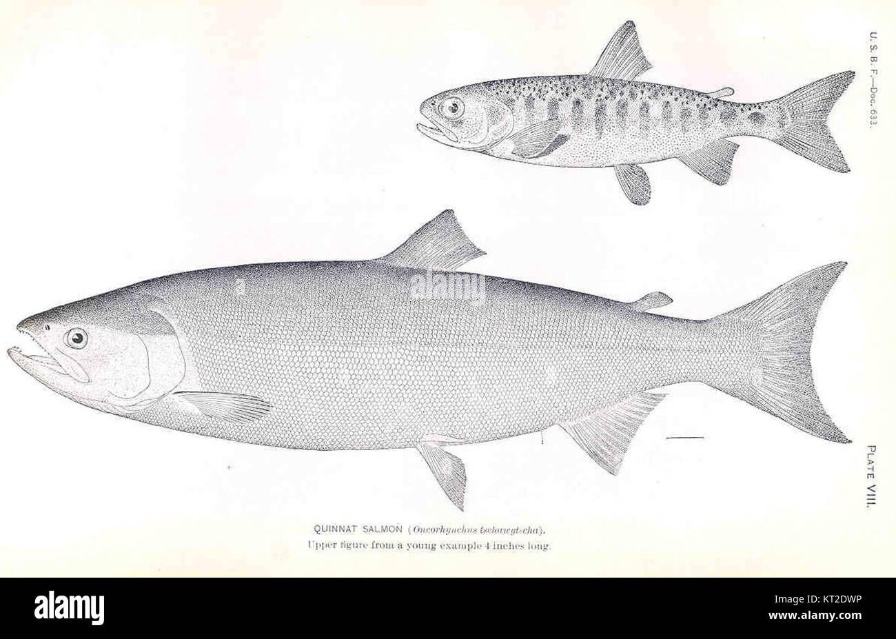 33453 Quinnat Salmon (Oncorhynchus tschawytcha Stock Photo Alamy