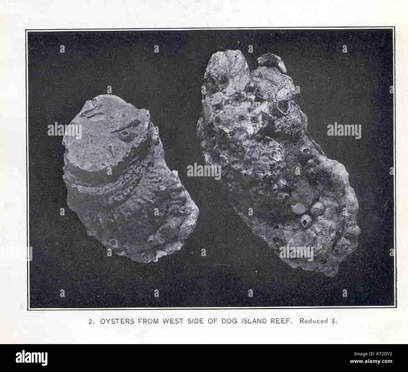 33466 Oysters from West Side of Dog Island Reef Stock Photo Alamy