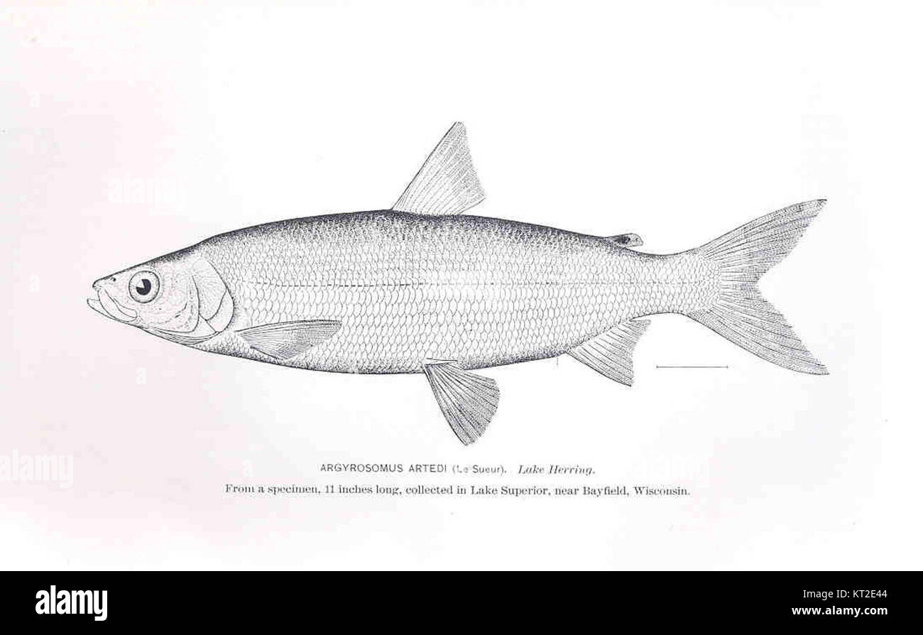 Atlantic threadfin hi-res stock photography and images - Alamy
