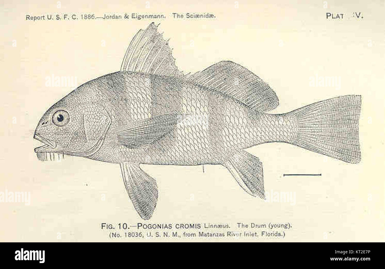 33656 Pogonias Cromis Linnaeus Stock Photo Alamy