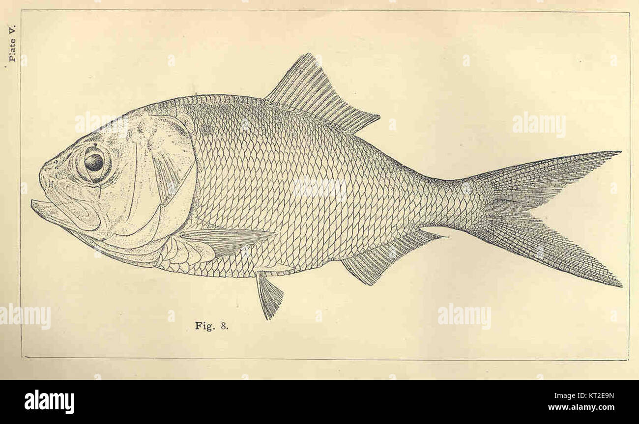 33661 Brevoortia patronus Stock Photo Alamy