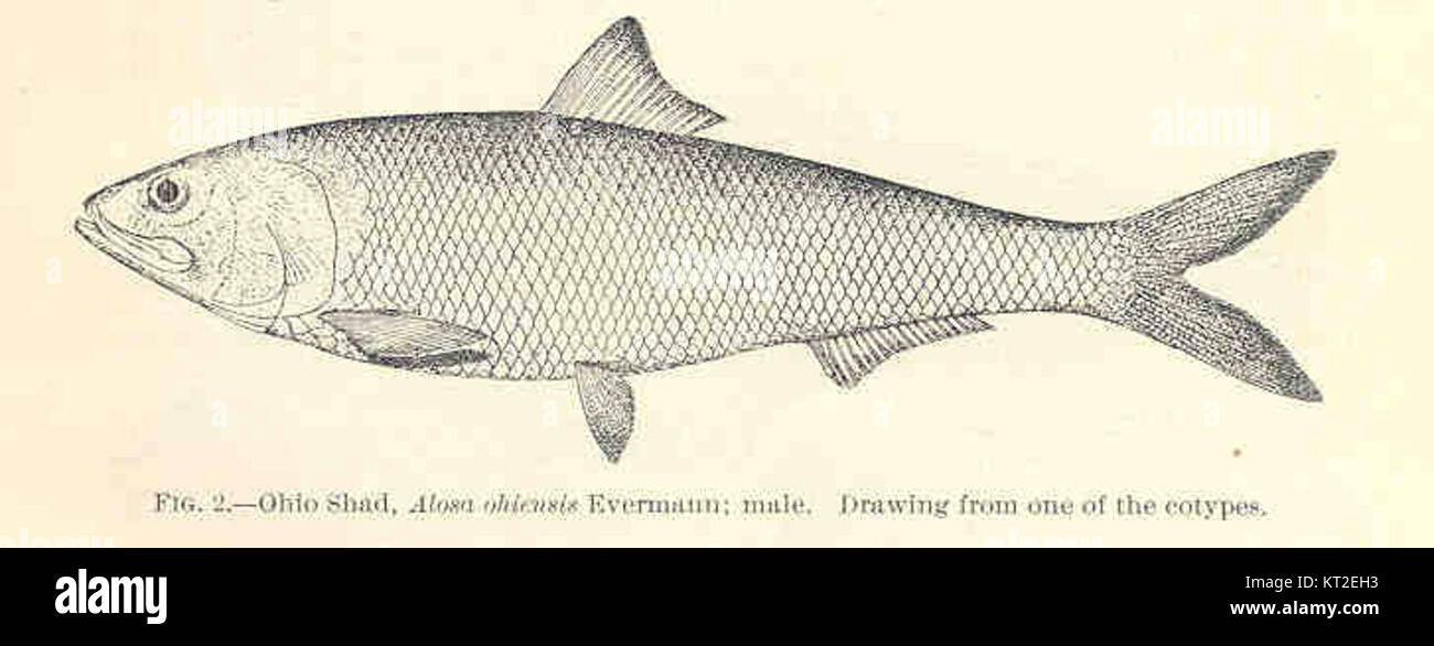 Ohio Shad, a species of fish native to the Ohio River, representing the ...