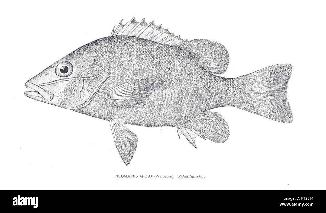 Neomaenis Cut Out Stock Images & Pictures Alamy