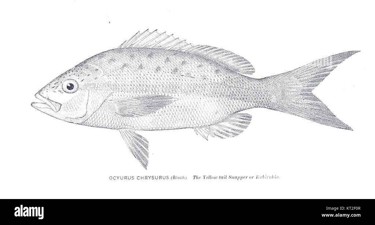Yellowtail Snapper Drawing Tail western Cut Out Stock Images & Pictures - Alamy