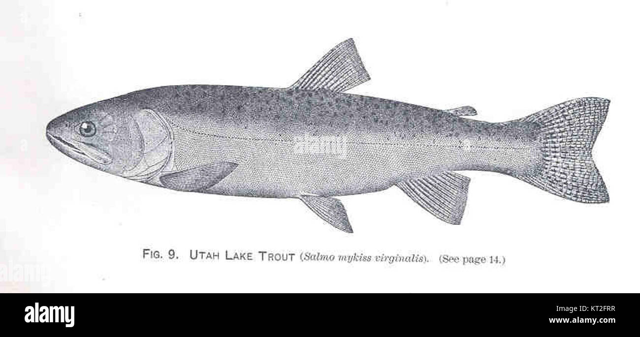 34226 Utah Lake Trout (Salmo mykiss virginalis) Stock Photo