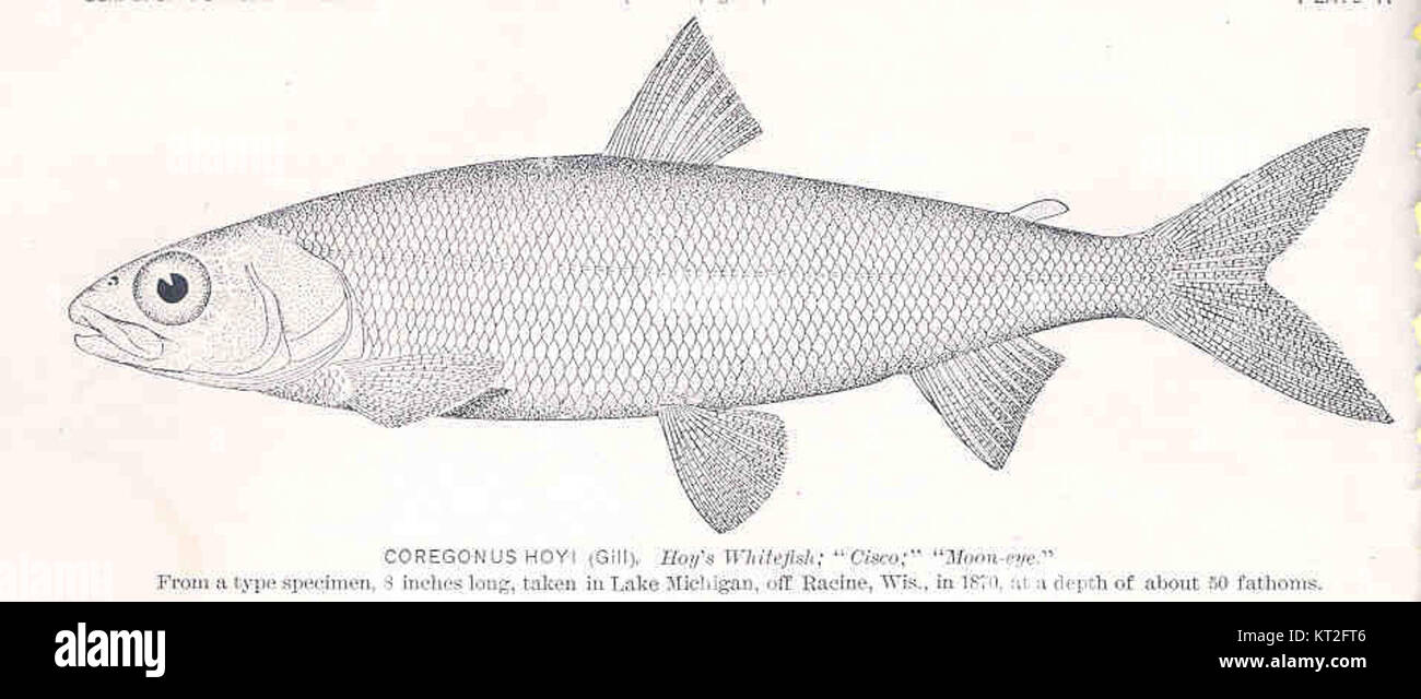 A biological entry for Coregonus hoyi, commonly known as Hoy's ...