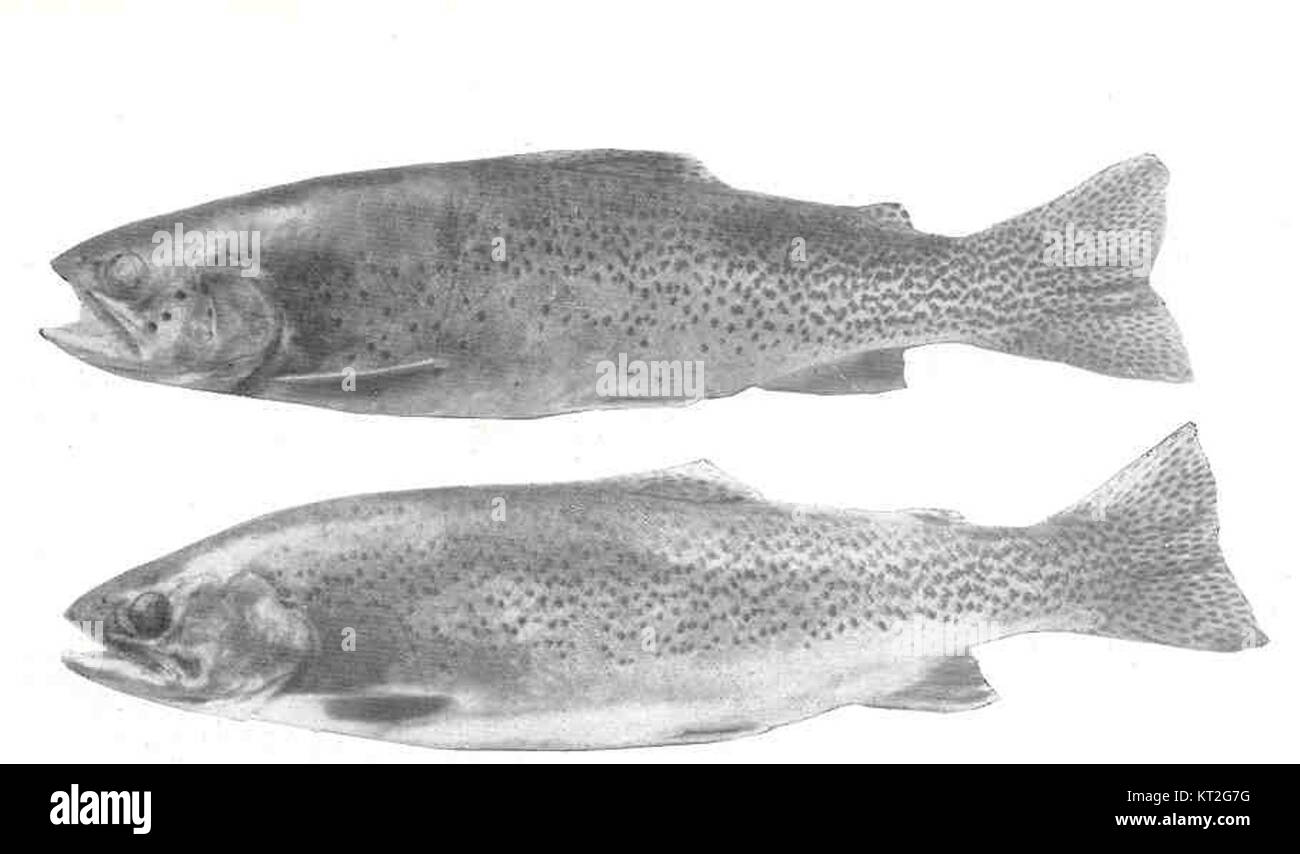 34457 Cross TroutCross Between Cutthroat and Steelhead Stock Photo