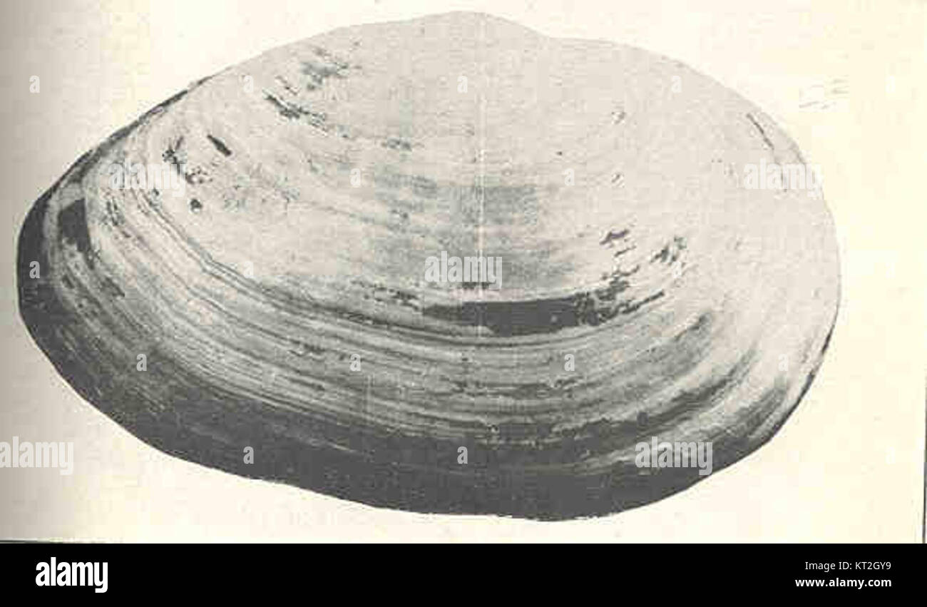 34790 Shell of Mya arenaria Stock Photo Alamy