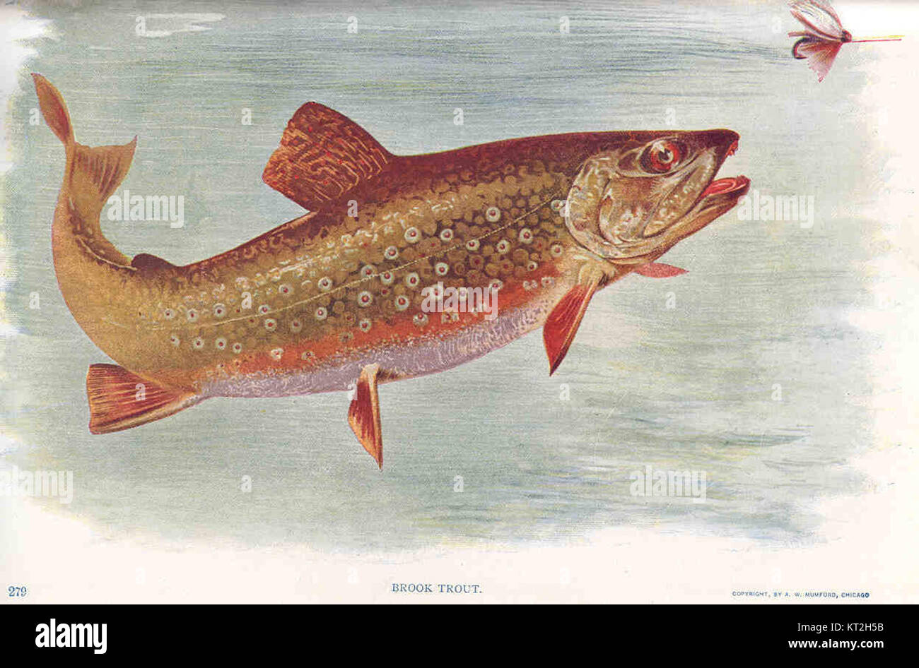 Brook Trout (Salvelinus fontinalis) is a species of freshwater fish ...
