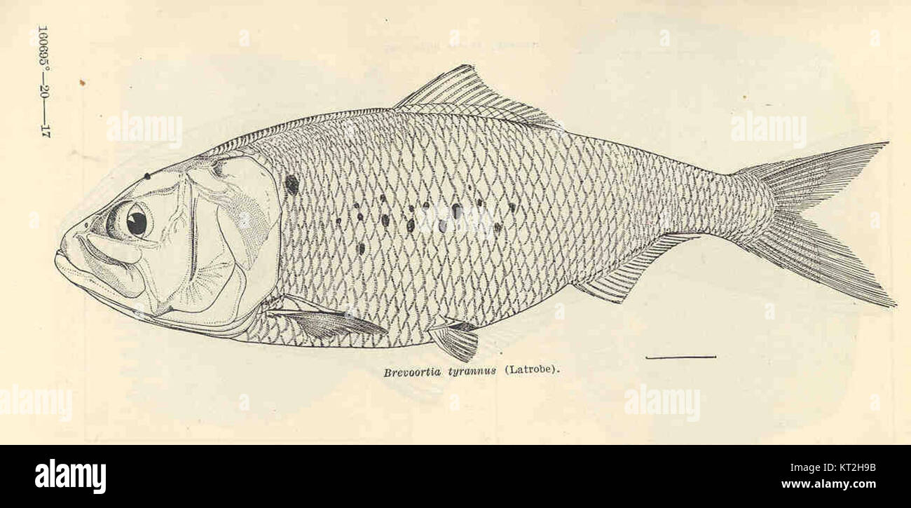 35045 Brevoortia tyrannus (Latrobe Stock Photo Alamy