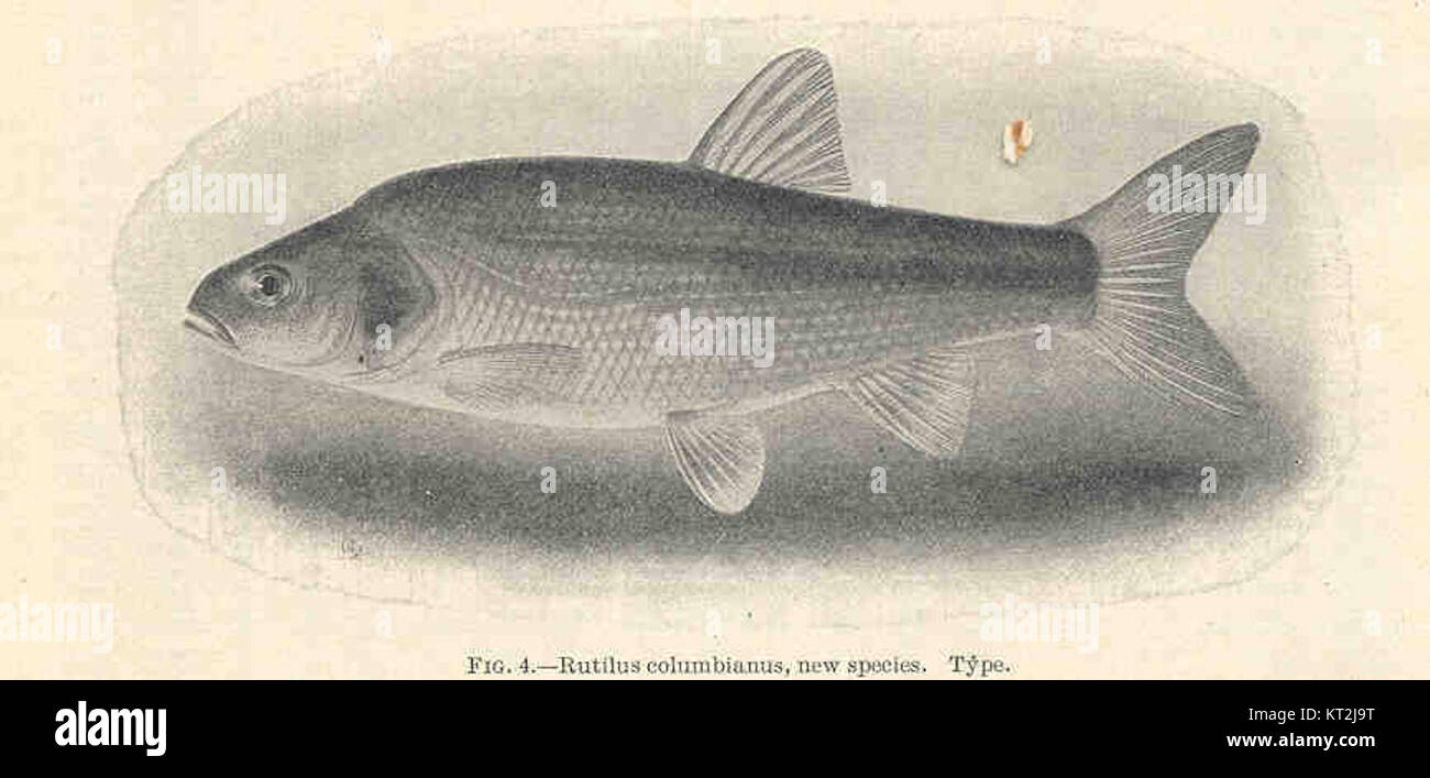 Rutius Rutilus columbianus, a new species of fish in the genus *Rutilus*, has ...