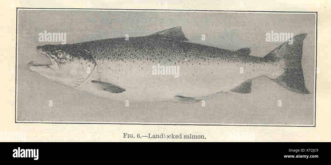 Landlocked salmon hires stock photography and images Alamy