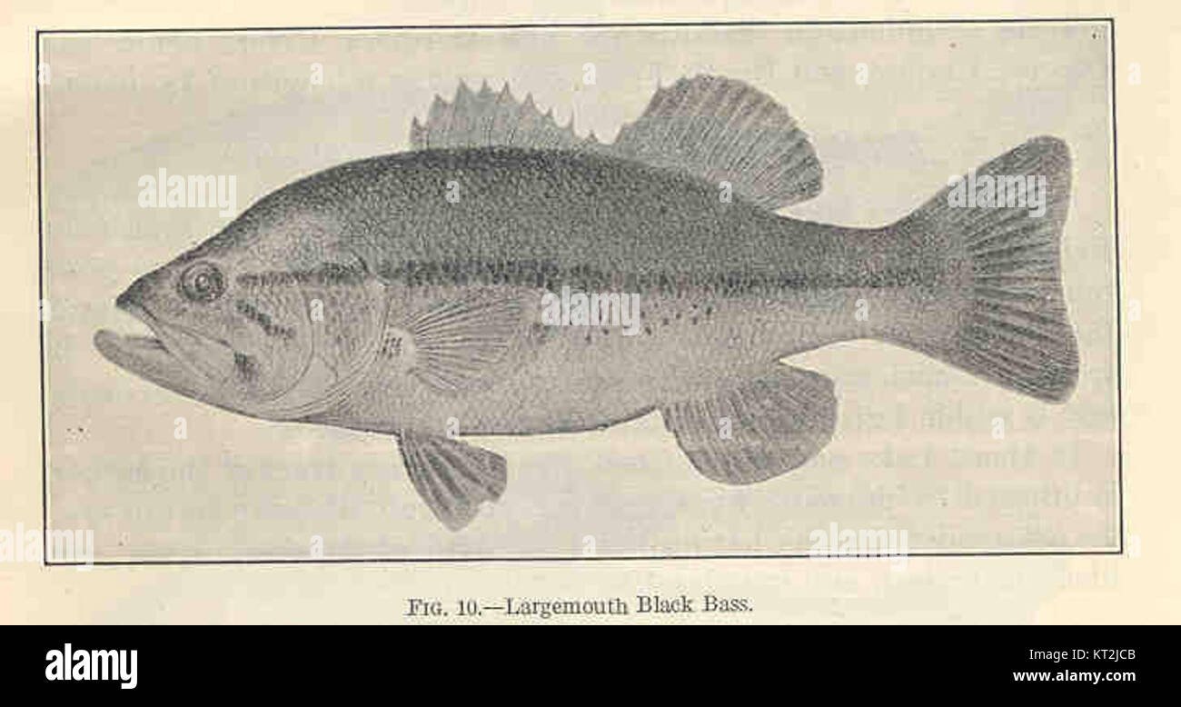 35687 Largemouth Black Bass Stock Photo Alamy