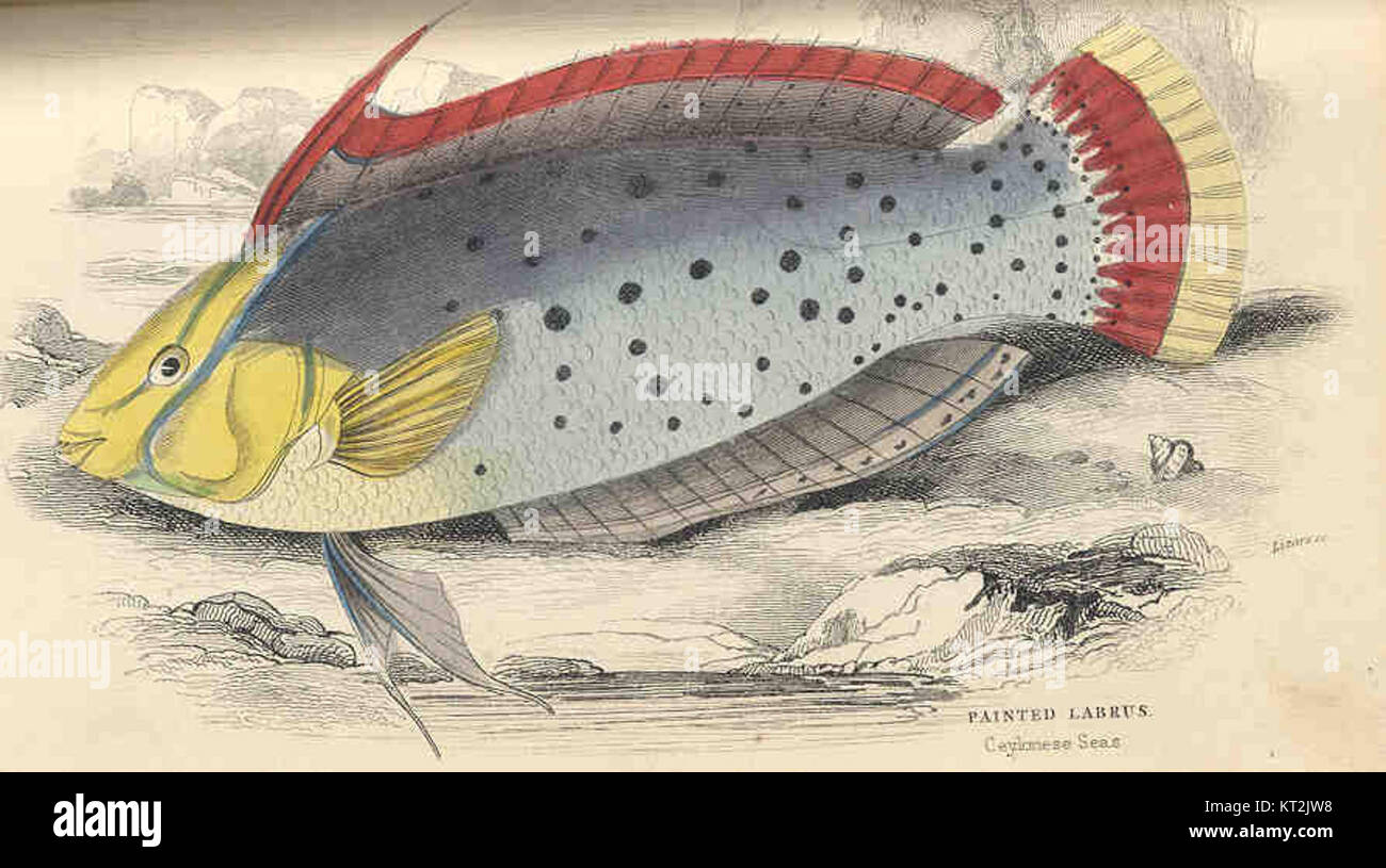 Labrus Rupestris A painted representation of the Labrus species, likely a type of wrasse ...