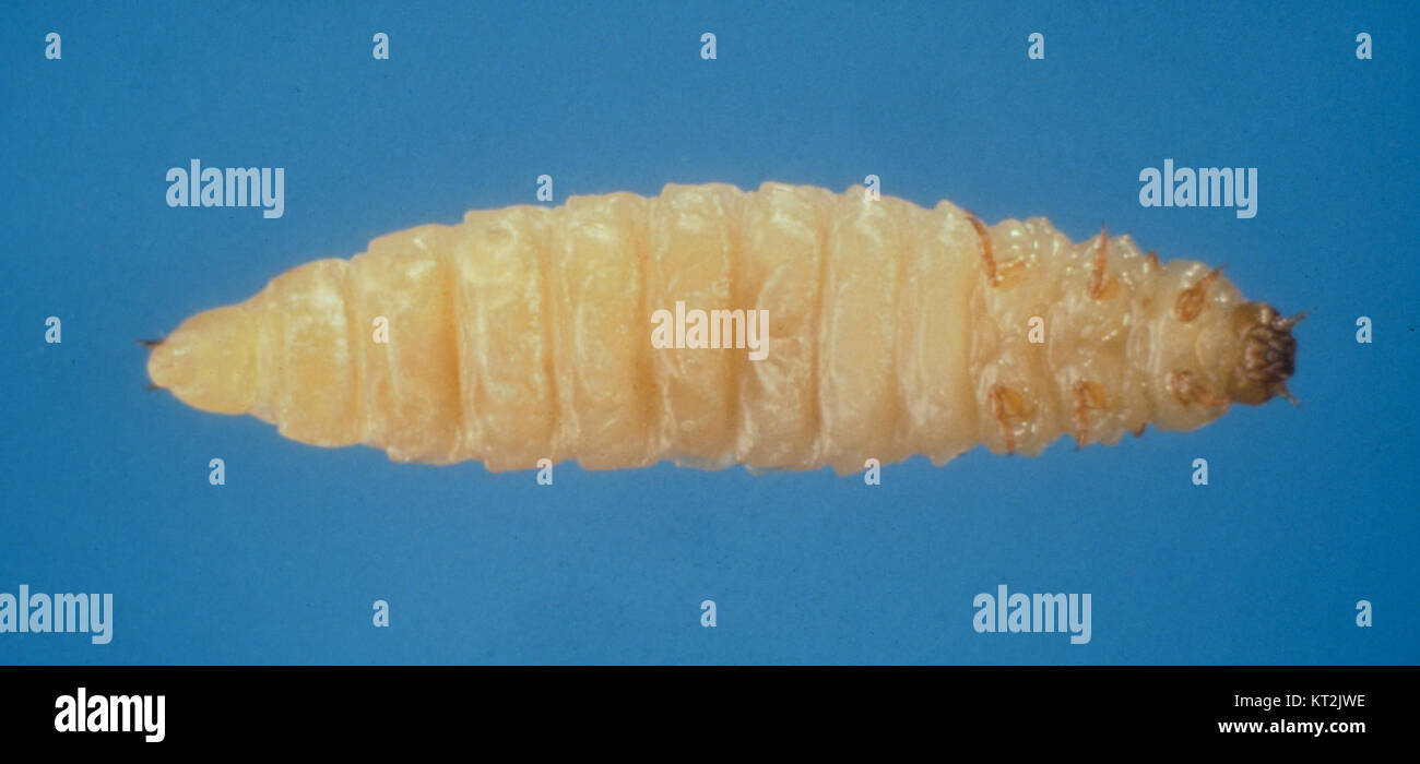 Aethina tumida 5193003 Stock Photo - Alamy