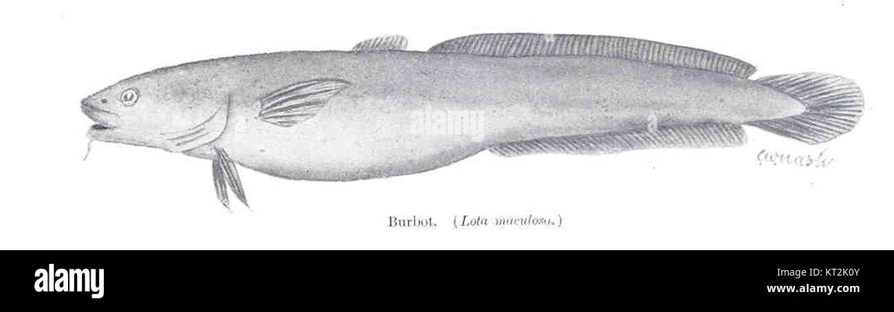 35997 Burbot (Lota maculosa) Stock Photo