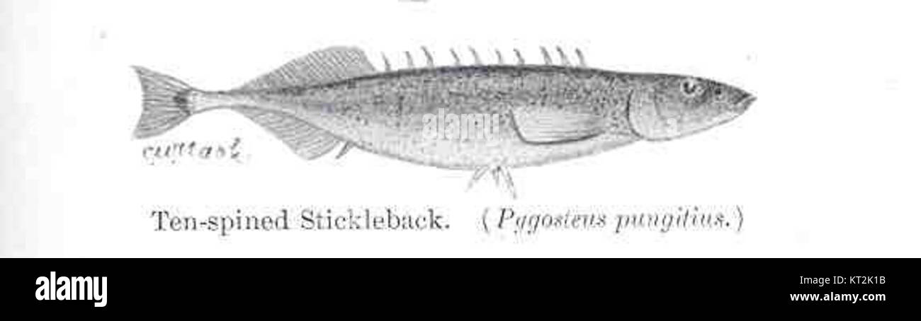 36010 Ten-spined Stickleback (Pygosteus pungitius) Stock Photo