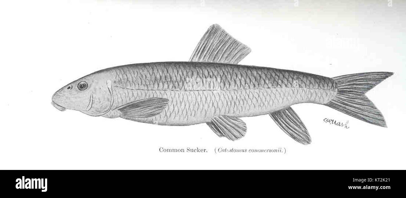 36002 Common Sucker Catostomus commersonii Stock Photo
