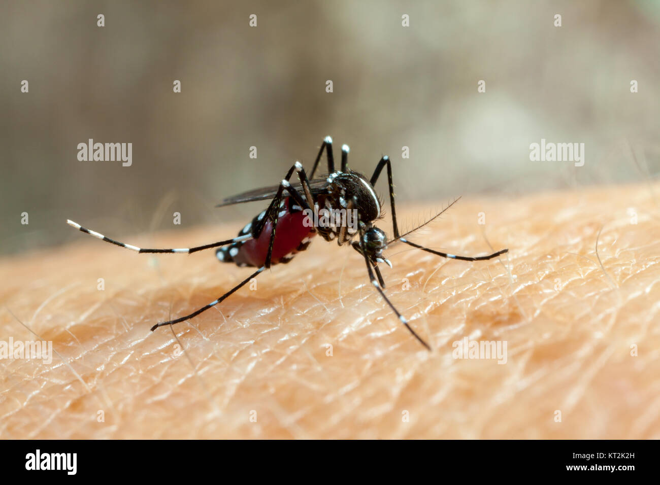Dengue, zika and chikungunya fever mosquito (aedes aegypti) bitting human skin - drinking blood Stock Photo
