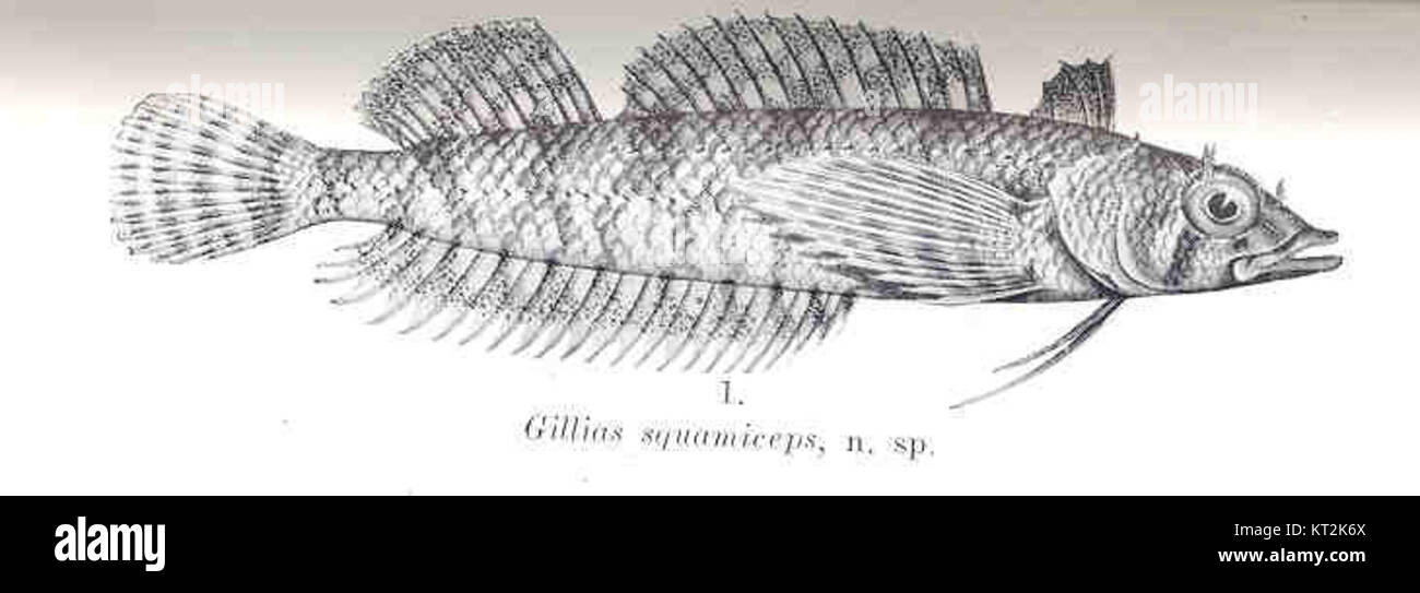 Gillias squamiceps, a species of fish, is identified by its distinctive ...