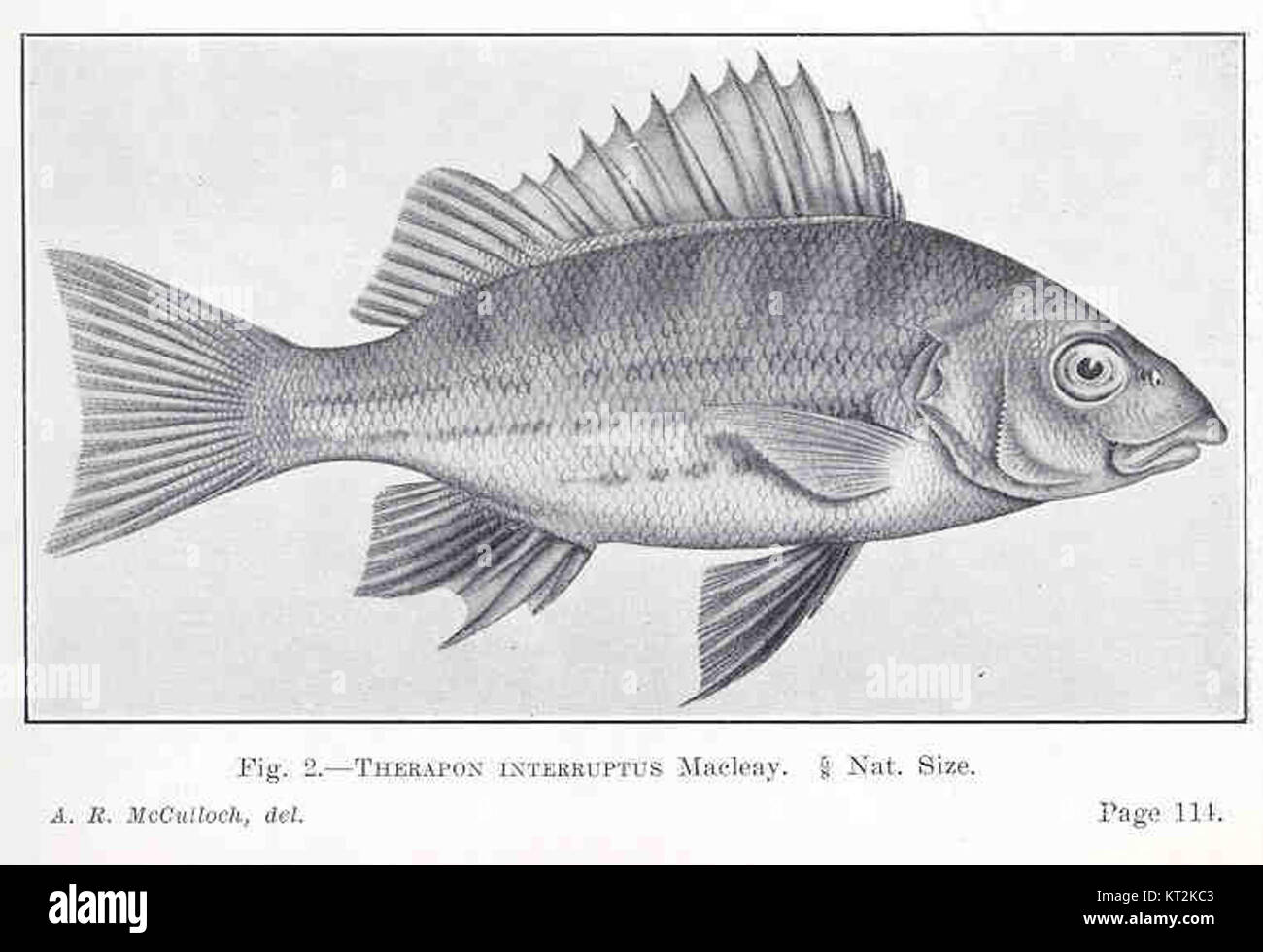 36170 Therapon interruptus Stock Photo Alamy