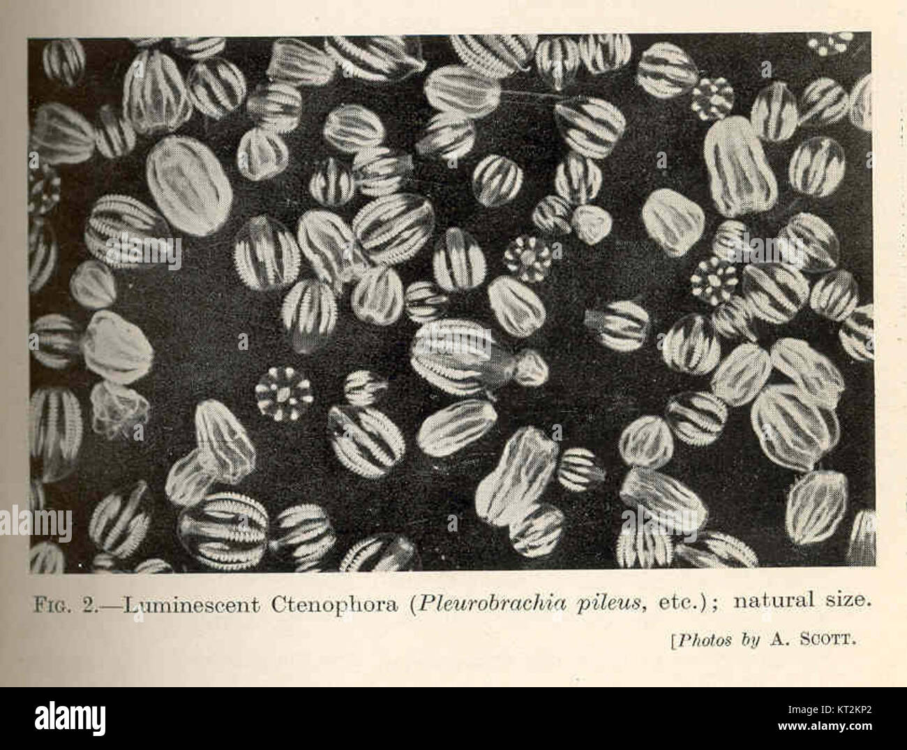 36342 Luminescent Ctenophora (Pleurobrachia pileus, etc) Stock Photo
