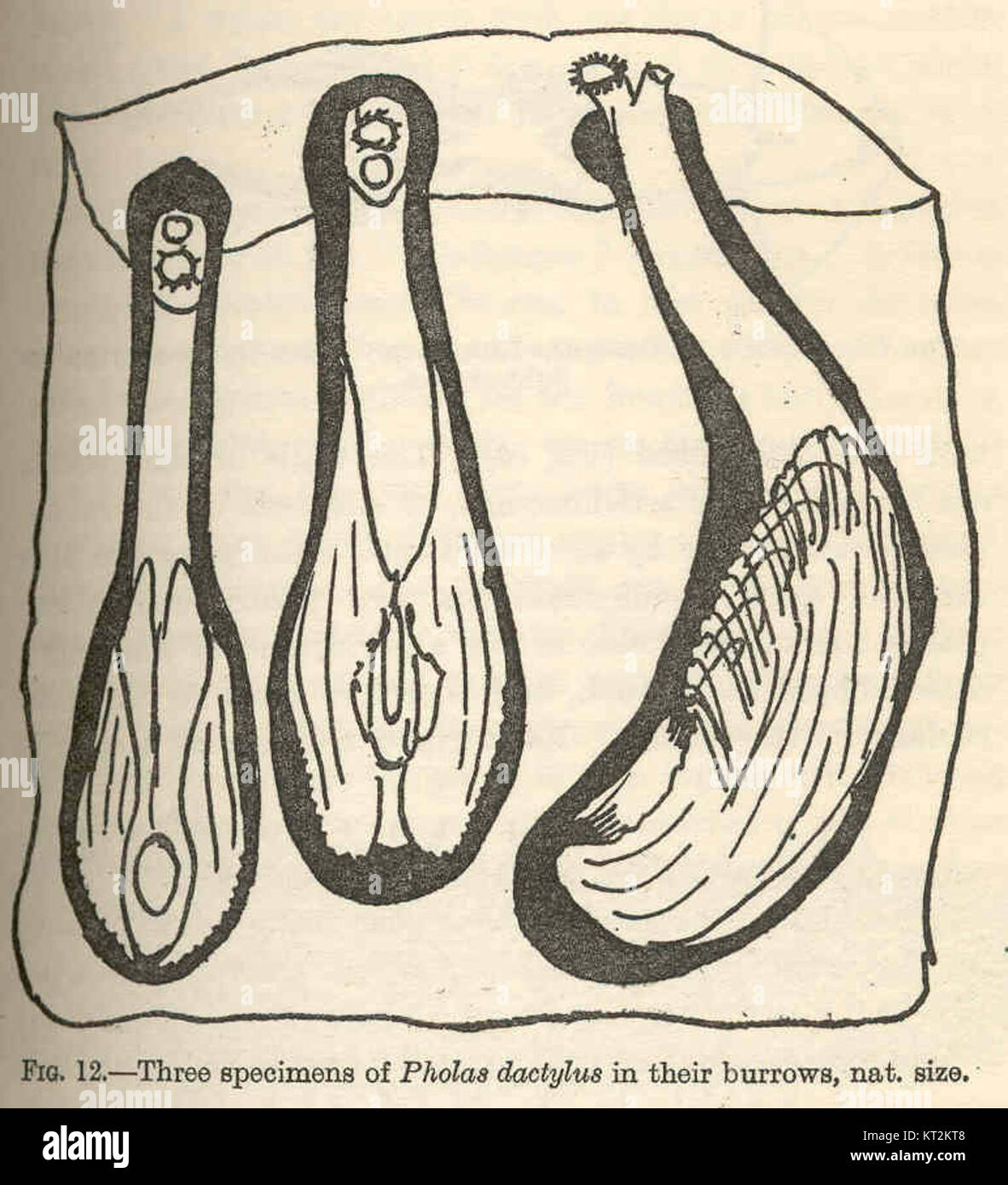 36365 Three specimens of Pholas dactylus in their burrows Stock Photo