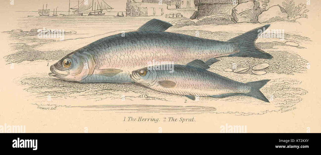 36404 Herring (1); Sprat (2 Stock Photo Alamy