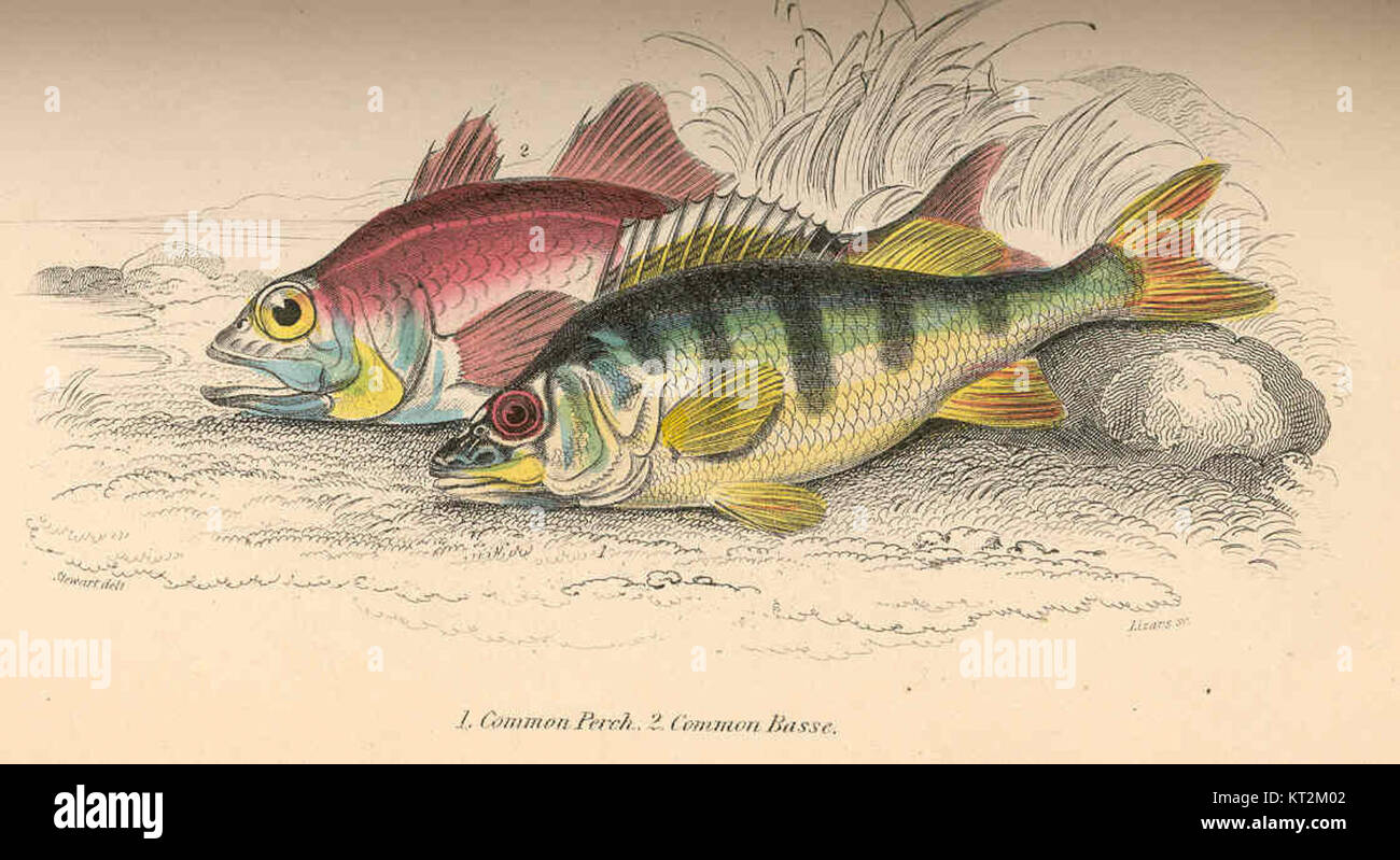 This entry refers to two species of fish: the common perch (Perca ...