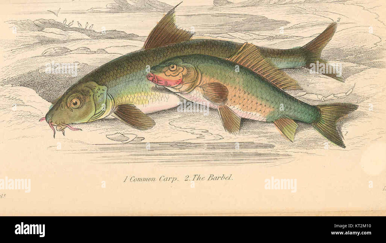 Conbeable Carps 36432 Common Carp (1); Barbel (2 Stock Photo - Alamy