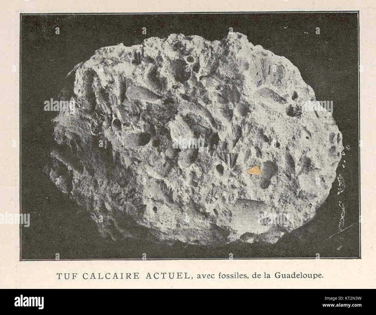 36903 Tuff Calcaire Actuel, avec fossiles, de la Guadeloupe Stock Photo