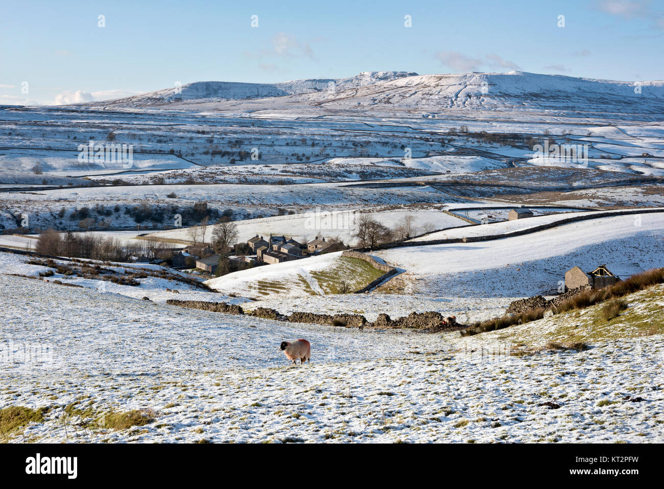 Sheep graze in snow-covered fields above New Houses hamlet, near Horton-in-Ribblesdale, North Yorkshire, UK, with Ingleborough Hill on the horizon Stock Photo