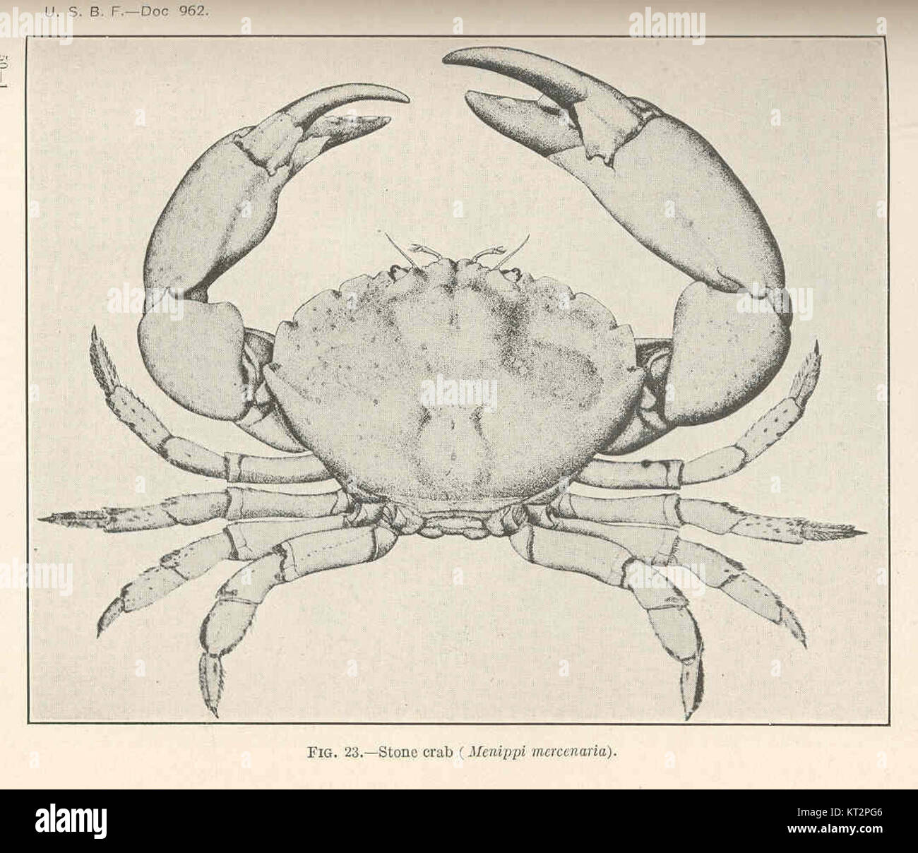 37677 Stone crab (Menippi mercenaria) Stock Photo