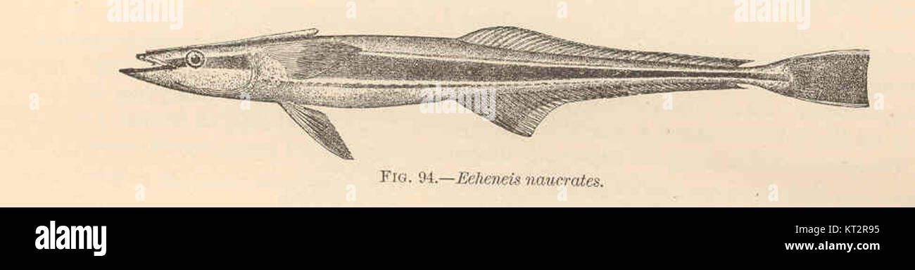38110 Echeneis naucrates Linnaeus Shark-sucker; Pega; Pegador; Sucking-fish Stock Photo